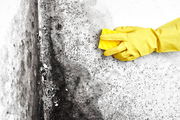 Best Industrial Mold Remediation in Elkhart Lake, WI
