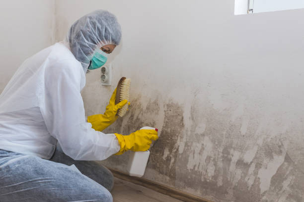 Best Emergency Mold Remediation in Elkhart Lake, WI