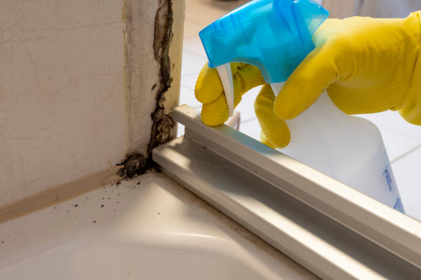 Best White Mold Remediation in Elkhart Lake, WI