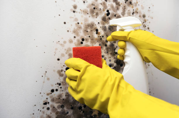 Best Industrial Mold Remediation in Elkhart Lake, WI